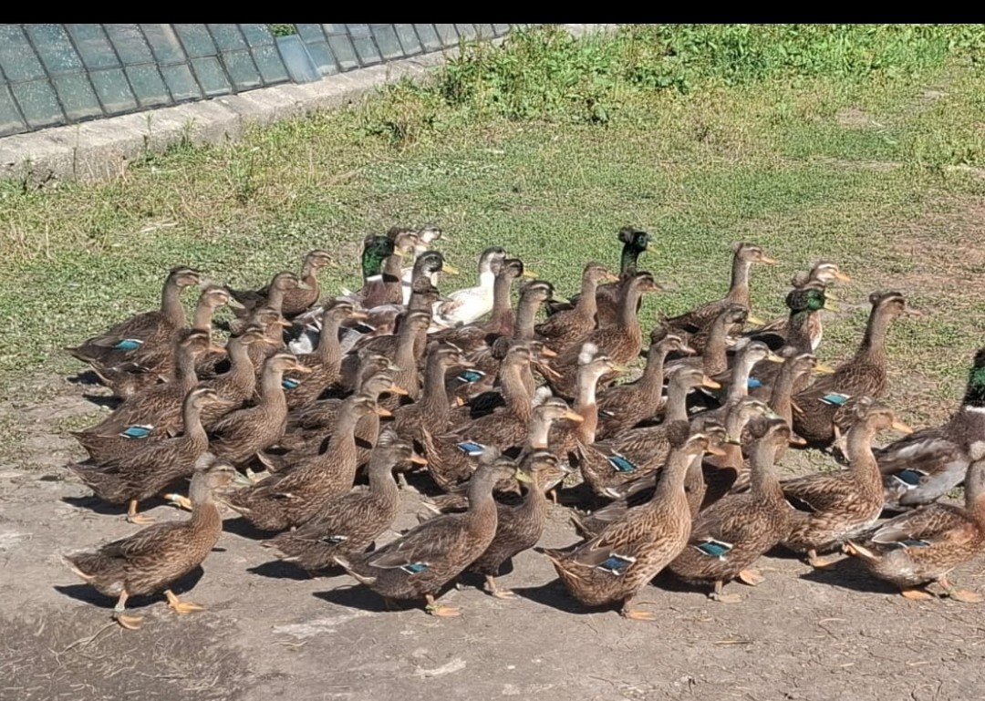 Kuifeenden te koop, Meerdere dieren, Kip