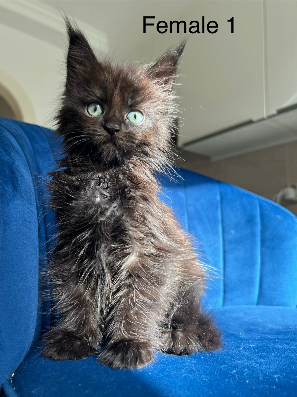 Prachtige Maine Coon kittens met stamboom., Meerdere dieren, Ontwormd