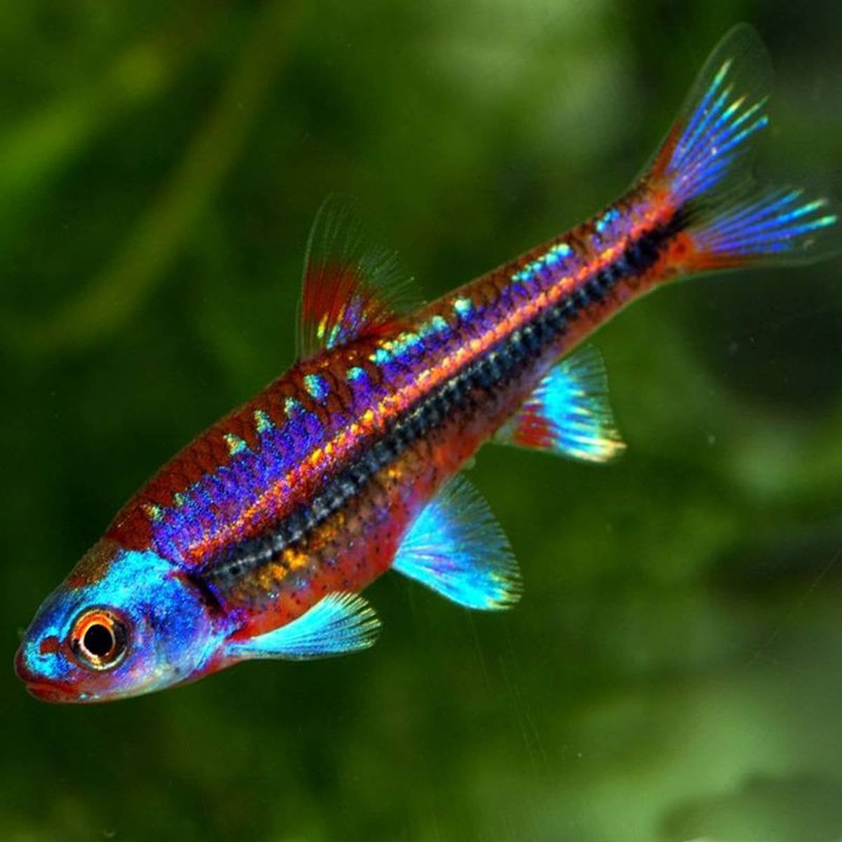 Regenboog Elrits - Hydrophlox chrosomus – Rainbowshiner, Dieren en Toebehoren, Overige soorten