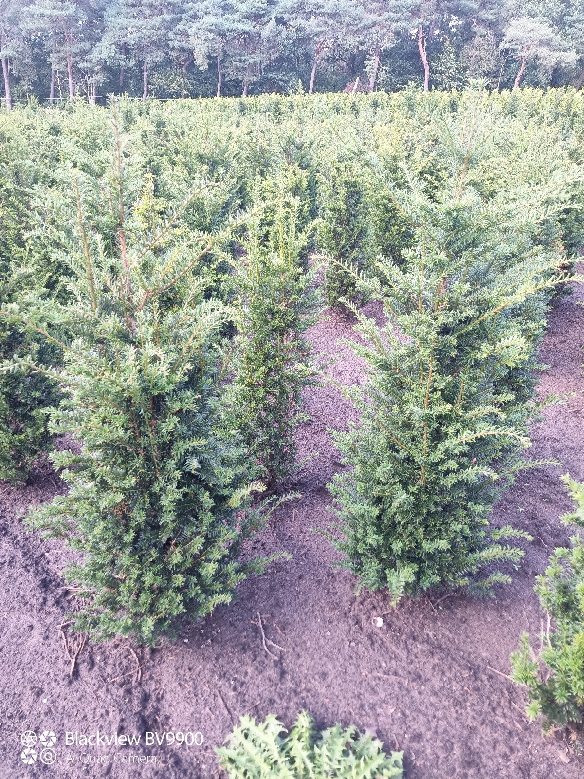 taxus baccata venijnboom 80-100cm en 100-120cm struiken, Tuin en Terras, Ophalen of Verzenden, Taxus, Struik, 100 tot 250 cm