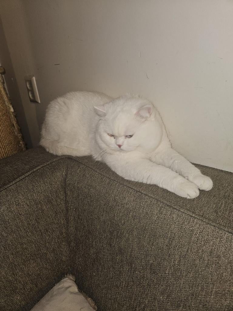 Zeldzame Britse Korthaar kater (odd-eyed) 2 jaar, Dieren en Toebehoren, Katten en Kittens | Raskatten | Korthaar, Kater, Gechipt