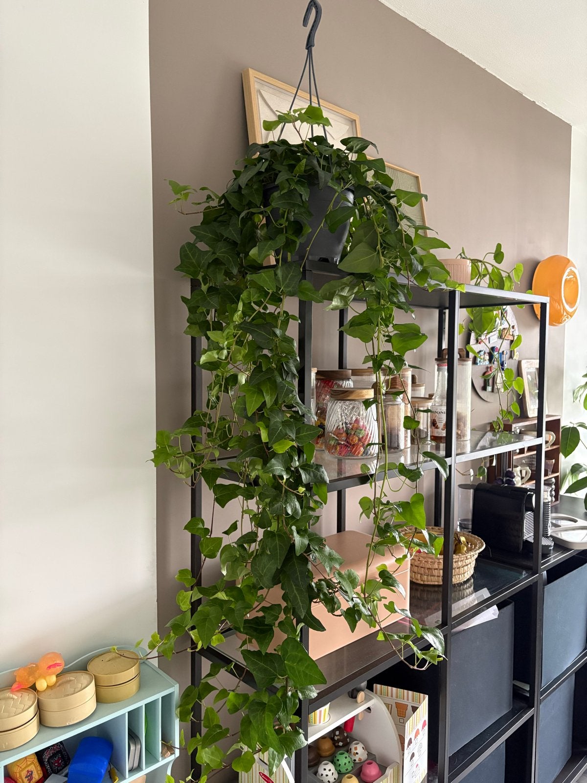 Grote Klimop (Hedera Helix) Hangplant, 100 tot 150 cm, Overige soorten, In pot, Groene kamerplant