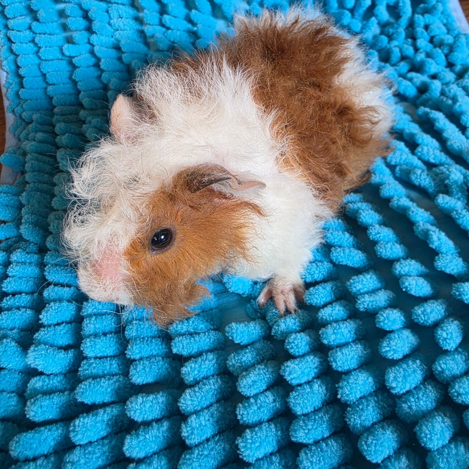 Lunkarya beer/mannetje, Dieren en Toebehoren, Mei, Mannelijk, Cavia