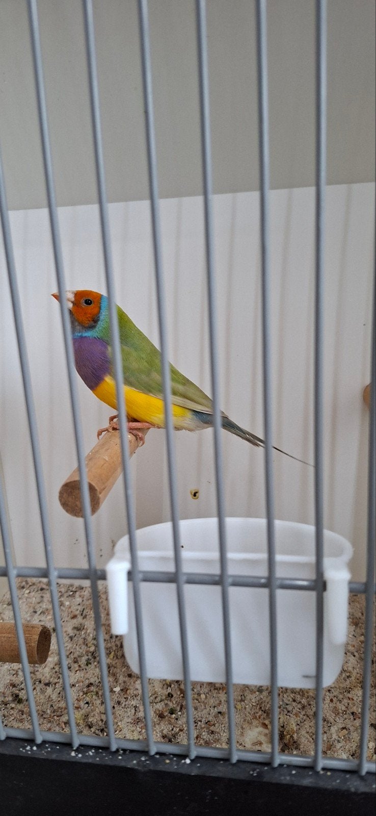 Gouldamadine Oranjekop Paarsborst Pastel man., Dieren en Toebehoren, Mannelijk, Tropenvogel, Geringd