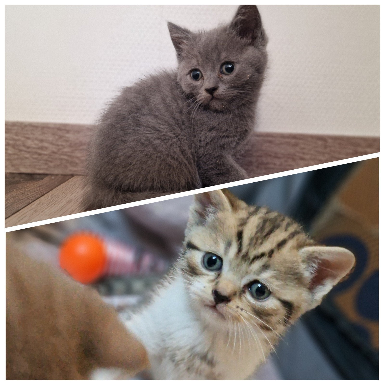 Britse korthaar kittens, Meerdere dieren, Kortharig, 0 tot 2 jaar