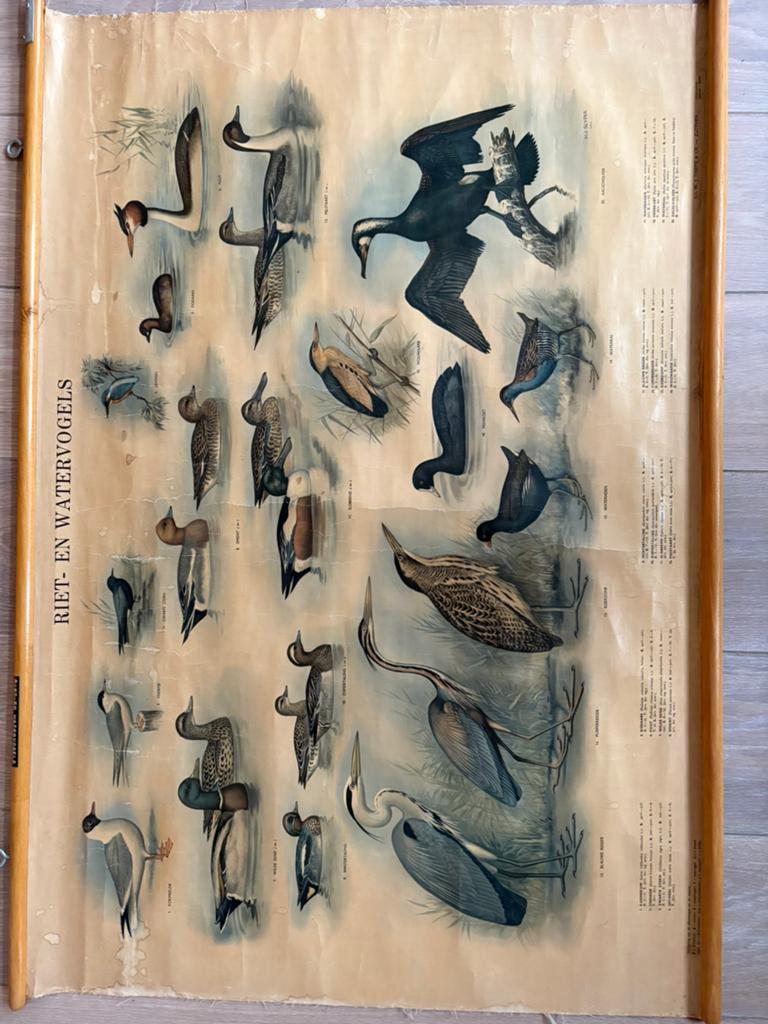 Watervogels wandkaart, Antiek en Kunst, Antiek | Schoolplaten, Ophalen of Verzenden, Aardrijkskunde