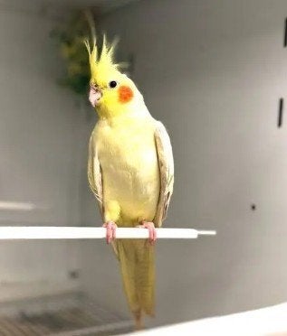 Vogel vermist valkparkiet geel Dushi BELONING 200,-, Dieren en Toebehoren, Vermiste en Gevonden Dieren, Vogel