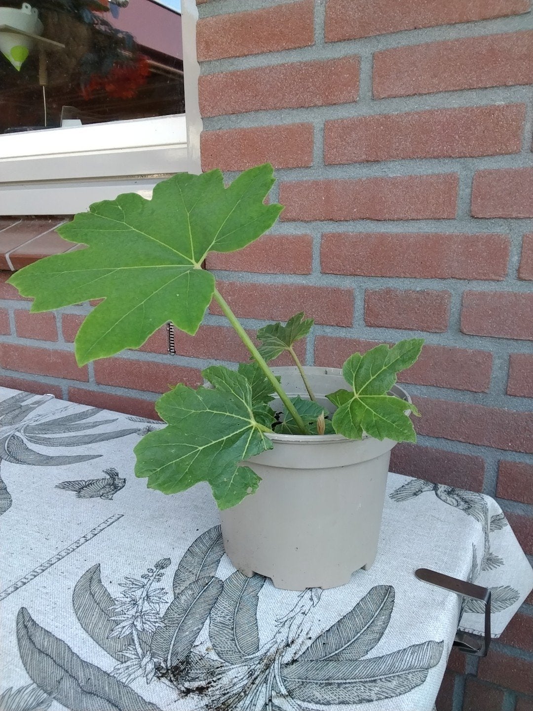 Tetrapanix (rijstpapierplant ), Ophalen, Overige soorten, Volle zon