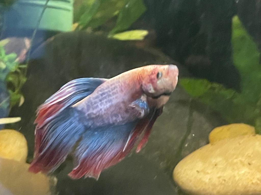 Betta Splendens (Man), Vis