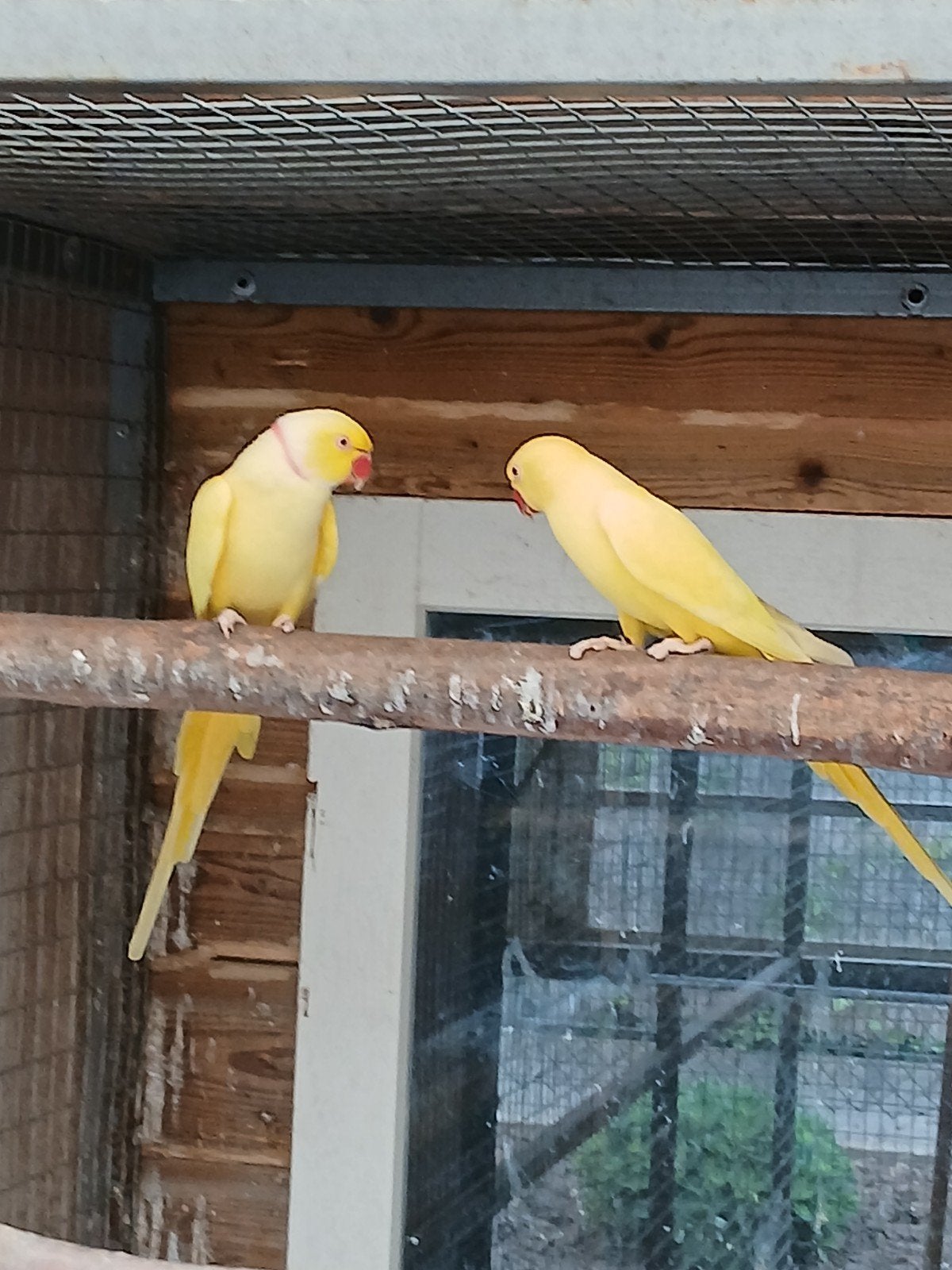 Te koop een mooi koppel gele halsband parkieten, Dieren en Toebehoren, Meerdere dieren, Parkiet