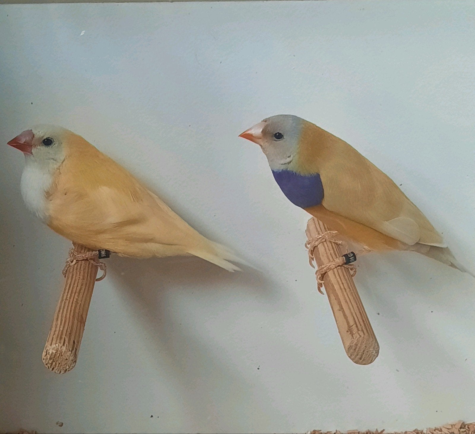 koppels gouldamadines, Dieren en Toebehoren, Meerdere dieren, Geringd