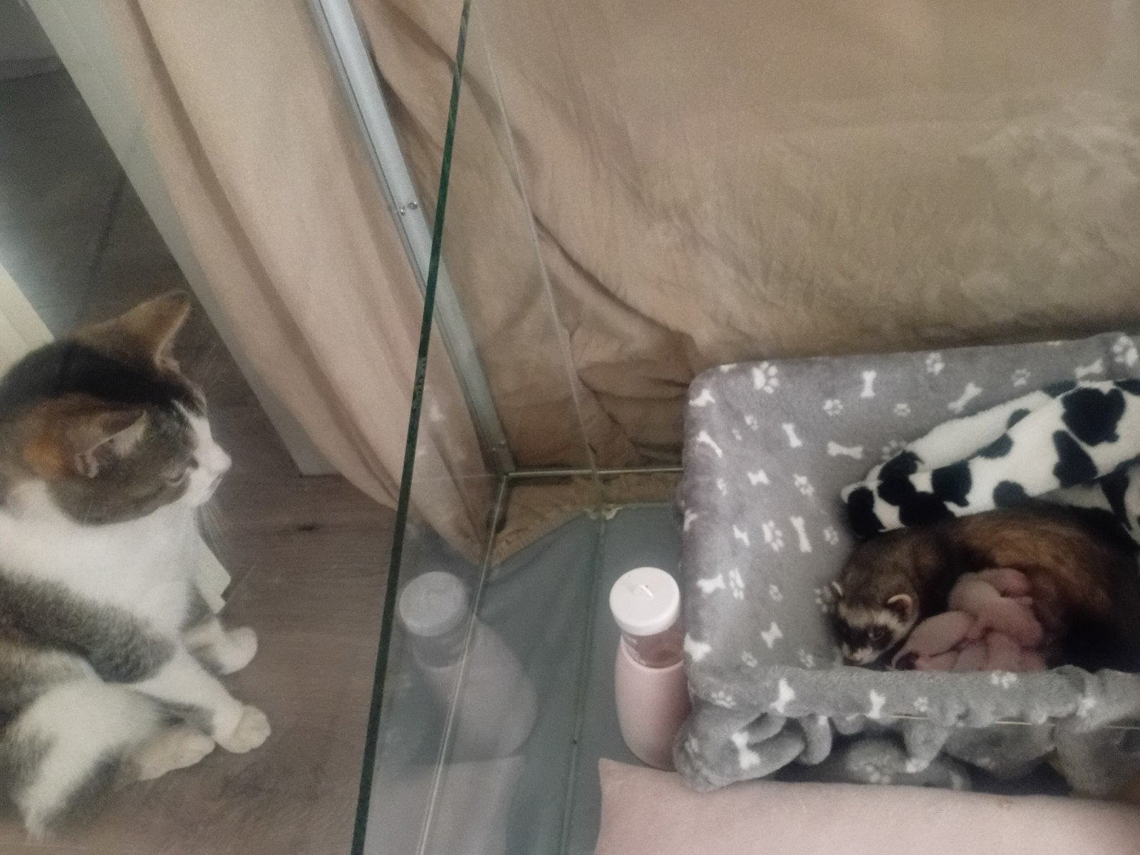 Glazen caviahok / knaagdierterrarium te koop, Dieren en Toebehoren, Knaagdieren en Konijnen | Hokken en Kooien, Hok, 75 tot 110 cm
