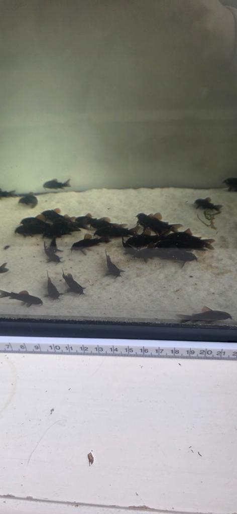 Black corydora 11 stuks, Dieren en Toebehoren, Vis