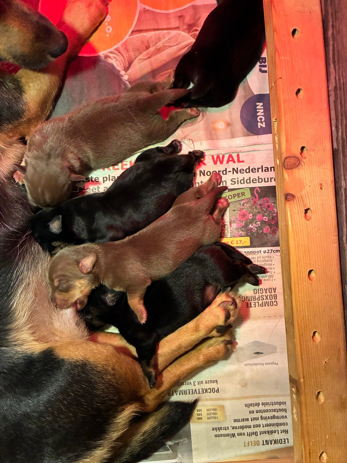 Jack Russel puppy’s, Ophalen of Verzenden