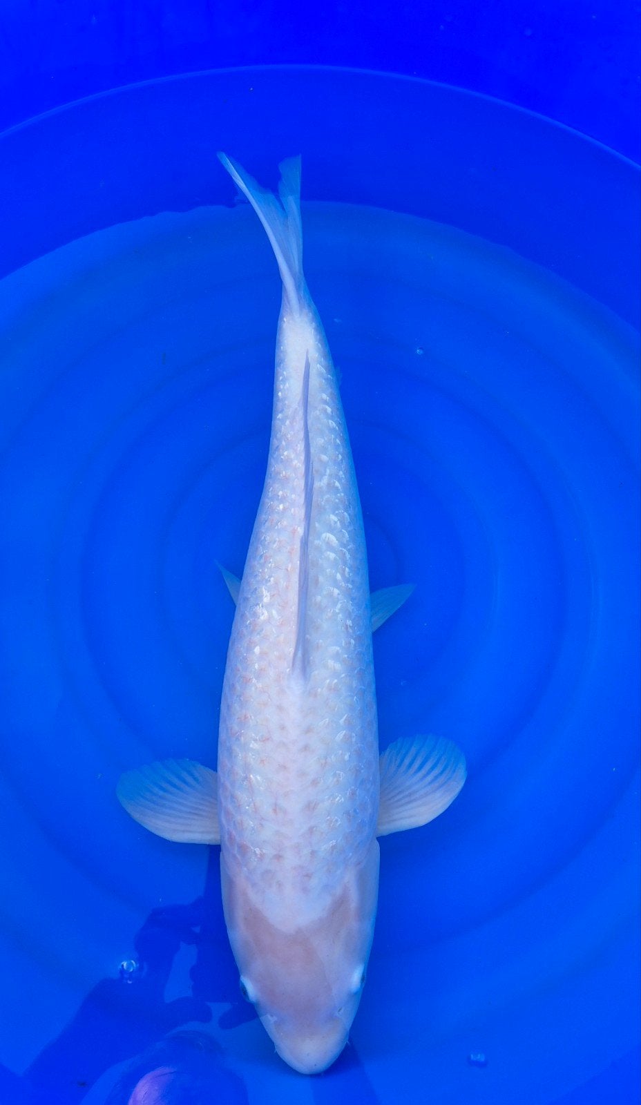 Ginrin shiro muji koi, Karper of Koi
