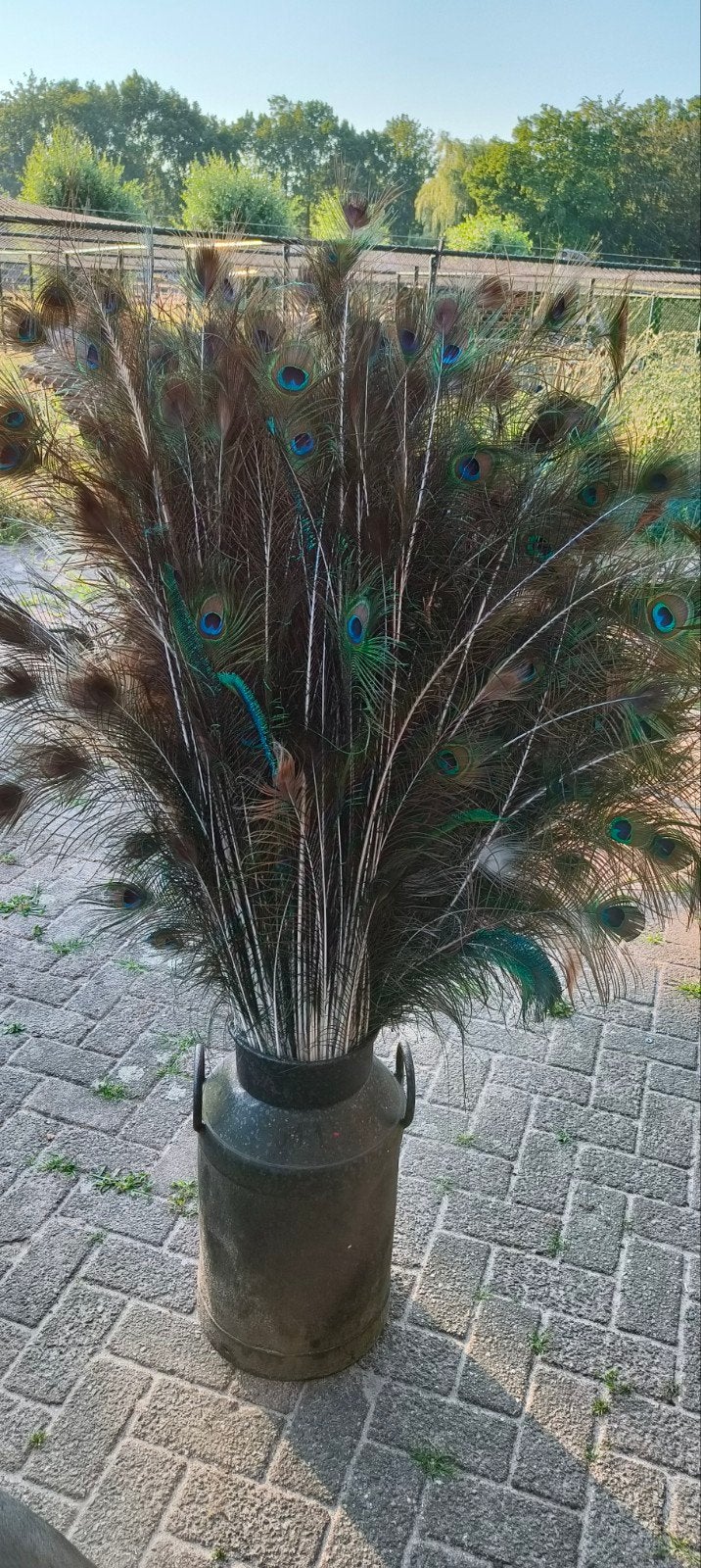 Pauwen veren, Ophalen of Verzenden, Overige soorten, Volle zon