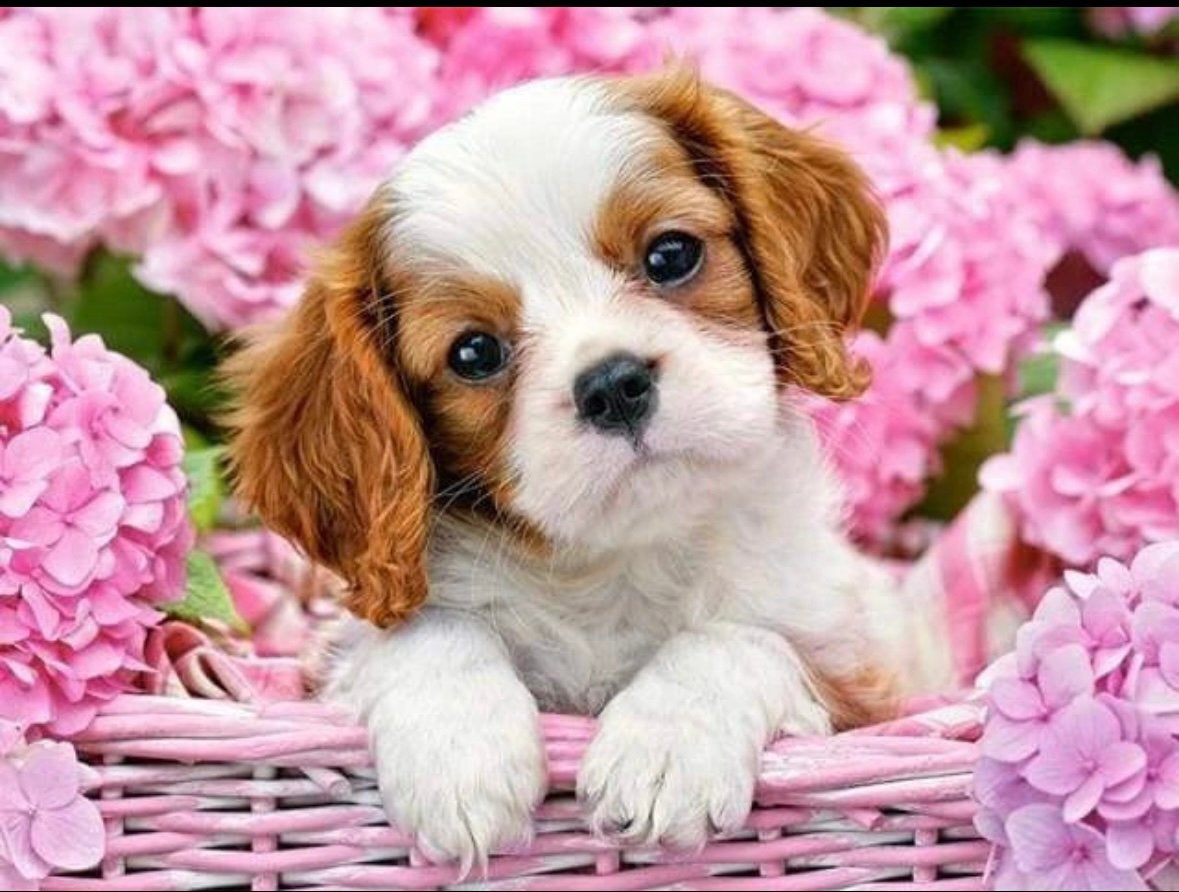 Schilderen op nummee hondje bloemen, Ophalen of Verzenden, Nieuw, Schilderen op nummer