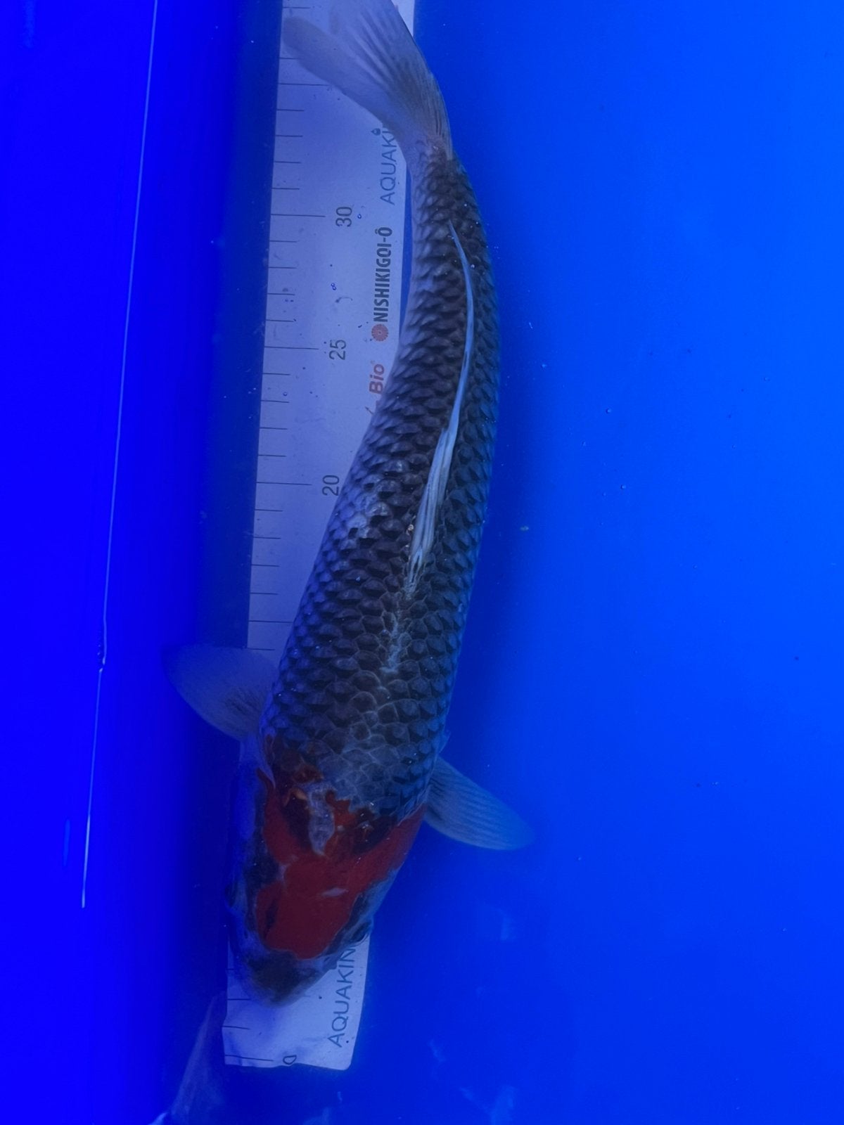 Tancho Goshiki, Dieren en Toebehoren, Karper of Koi