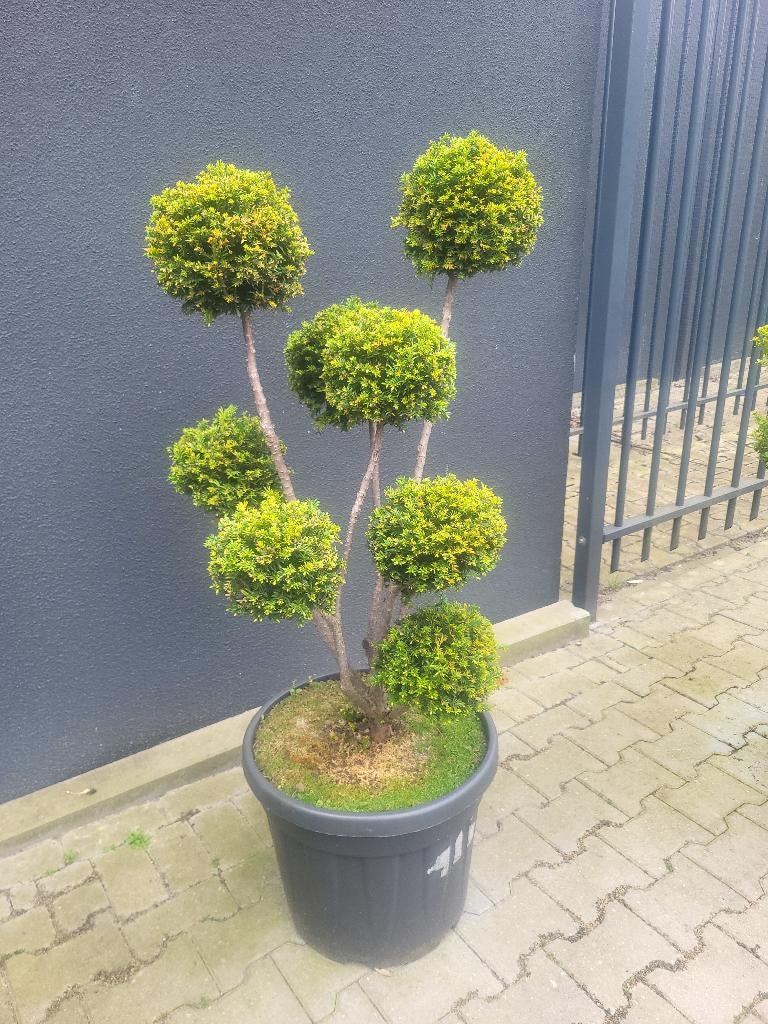 Taxus b.Hopken,s Gigant bonsai, Tuin en Terras, Planten | Bomen, Bloeit niet, Overige soorten, Minder dan 100 cm, Ophalen