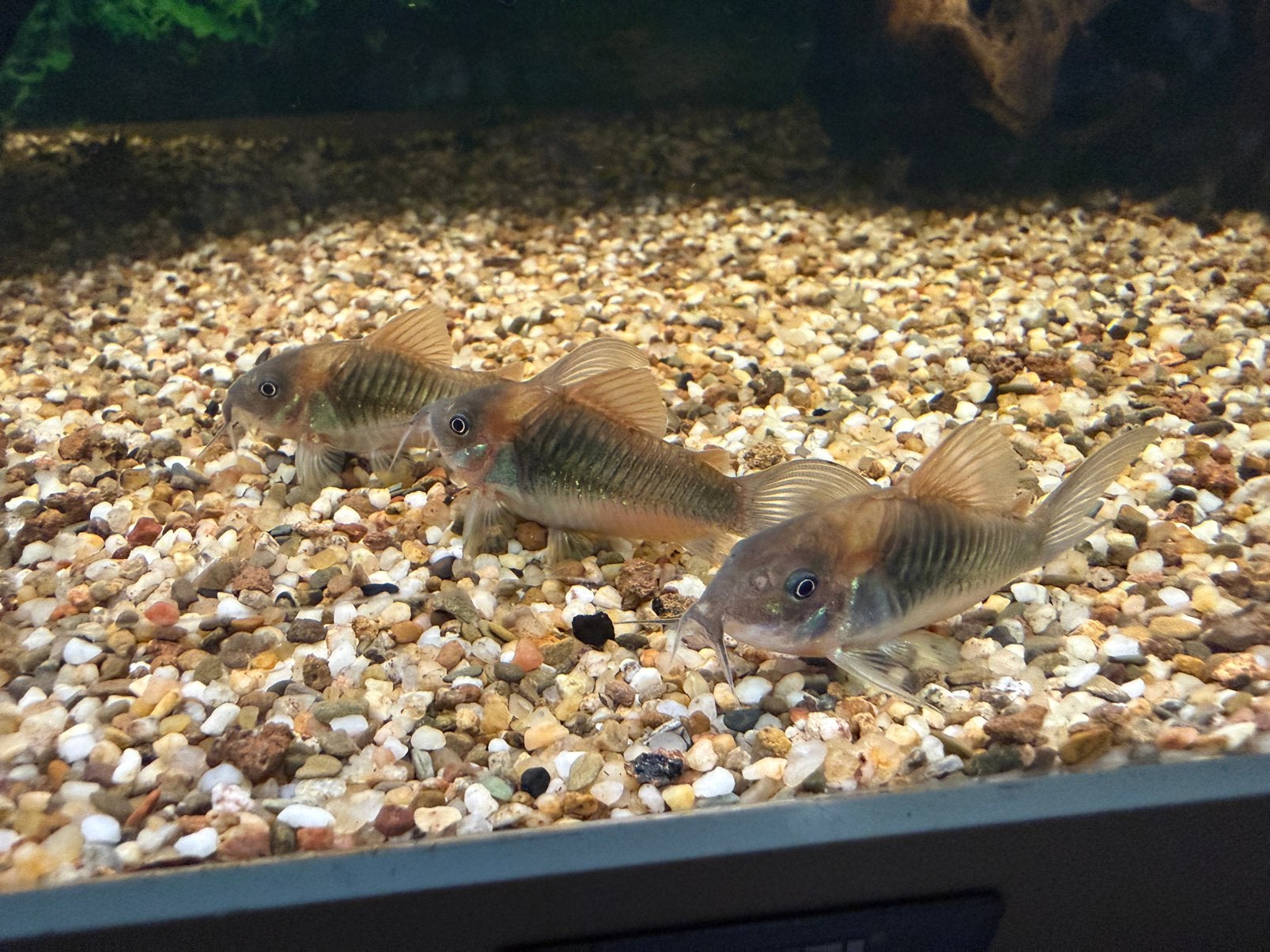 Corydoras Aeneus (Xalbino) jongen, Dieren en Toebehoren, Vissen | Aquariumvissen, Vis