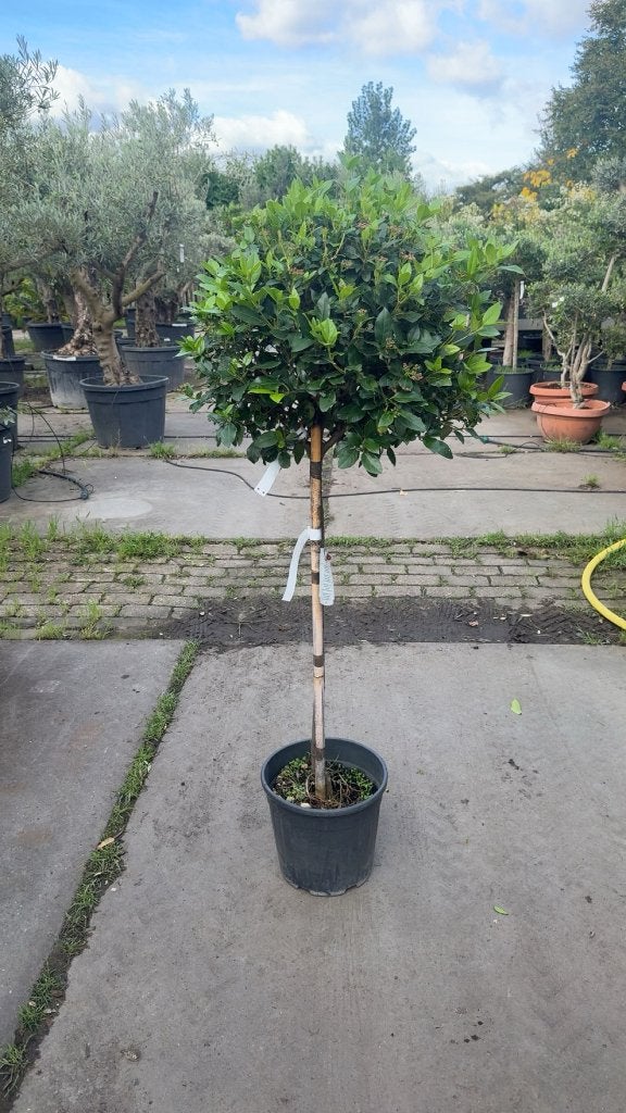 viburnum tinus- sierlijke groenblijver, Tuin en Terras, Ophalen of Verzenden, Lente, 100 tot 250 cm, Volle zon