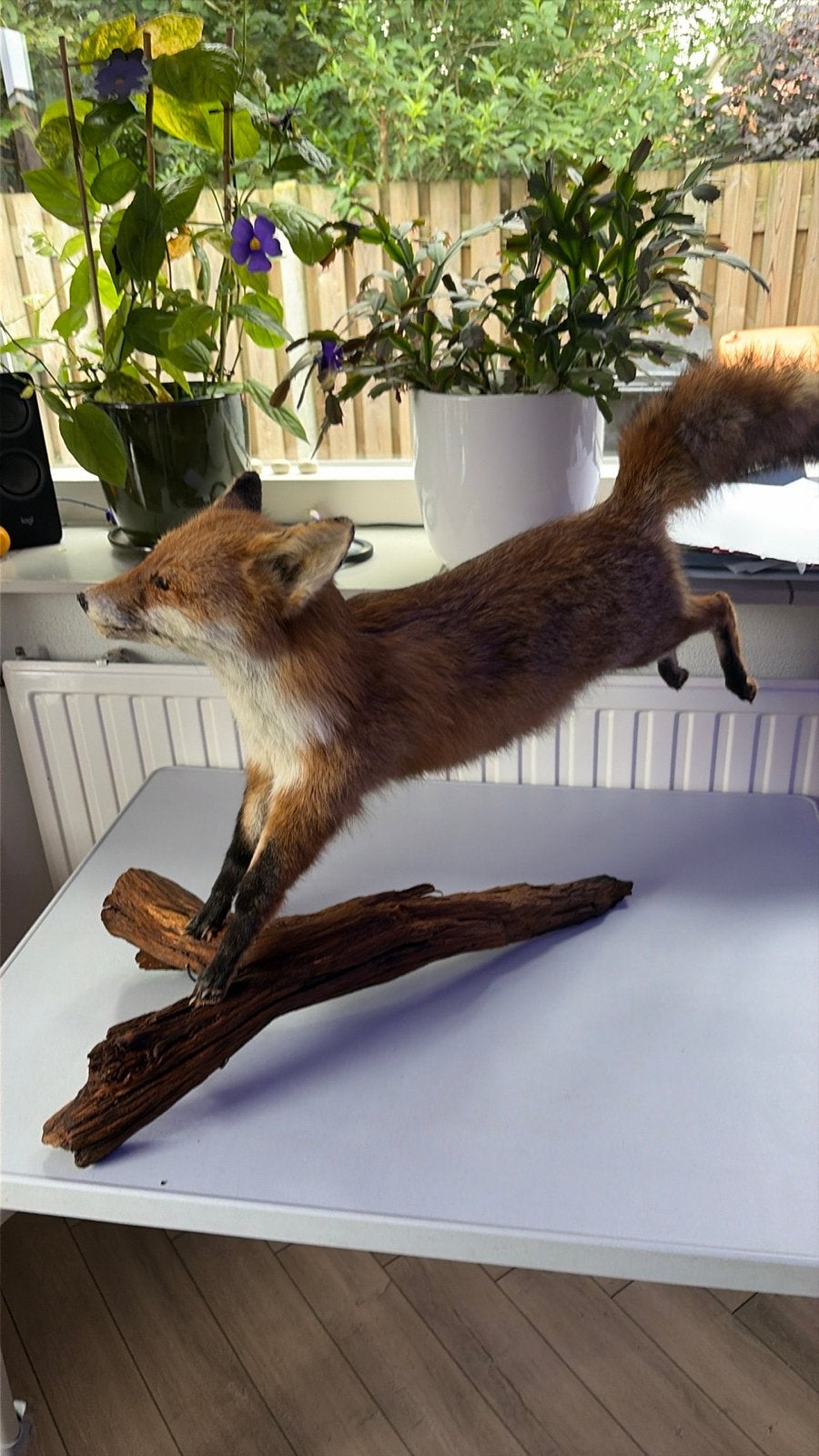 Opgezette vos / taxidermie, Ophalen of Verzenden