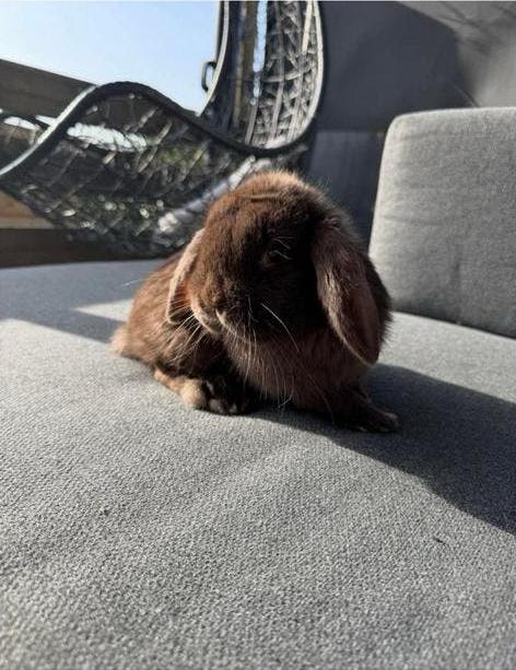 Choco minilop - NHD rammetje, met stamboom, Dieren en Toebehoren