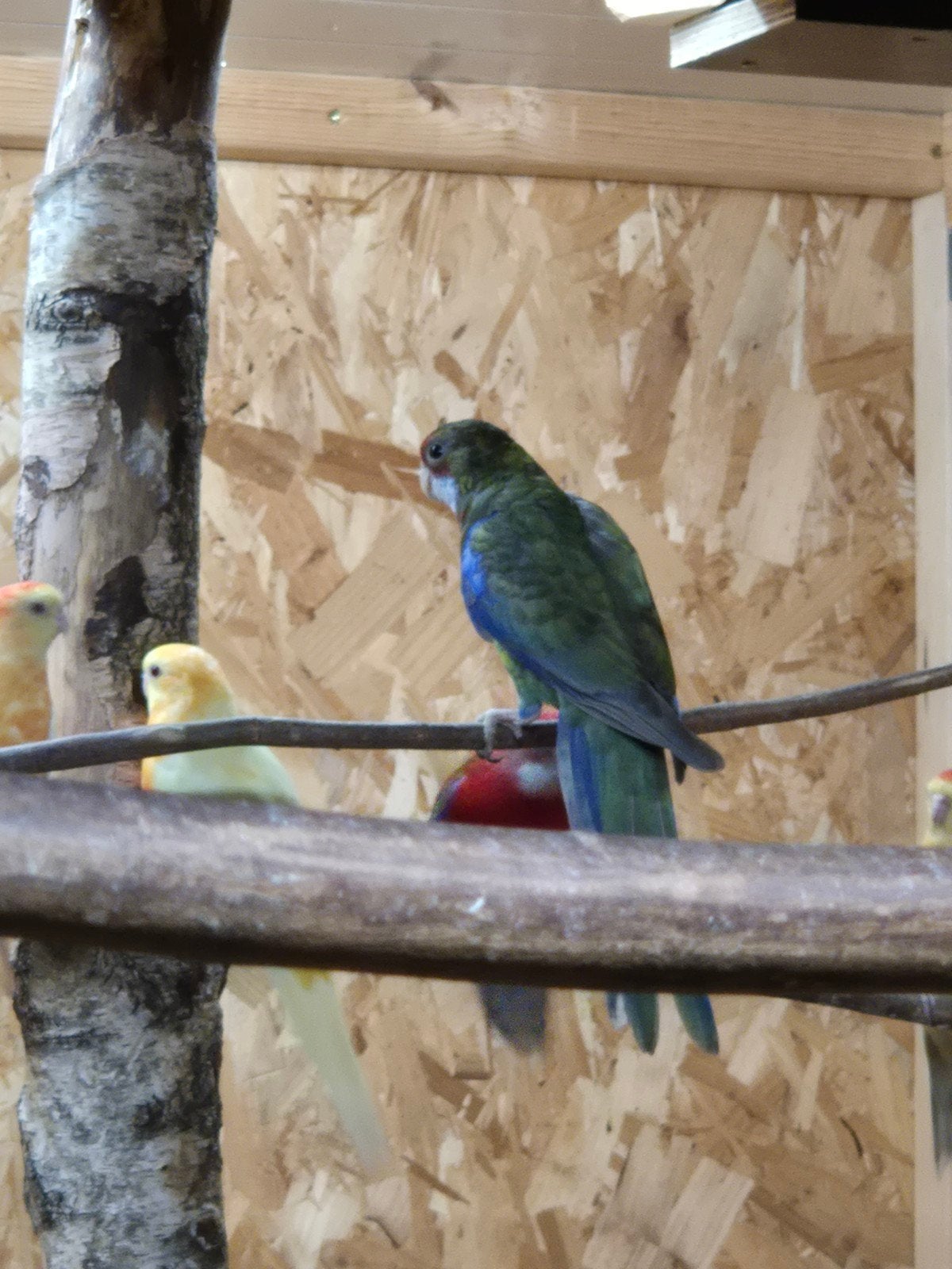 Rosella mutatie, Dieren en Toebehoren, Mannelijk, Parkiet, Geringd