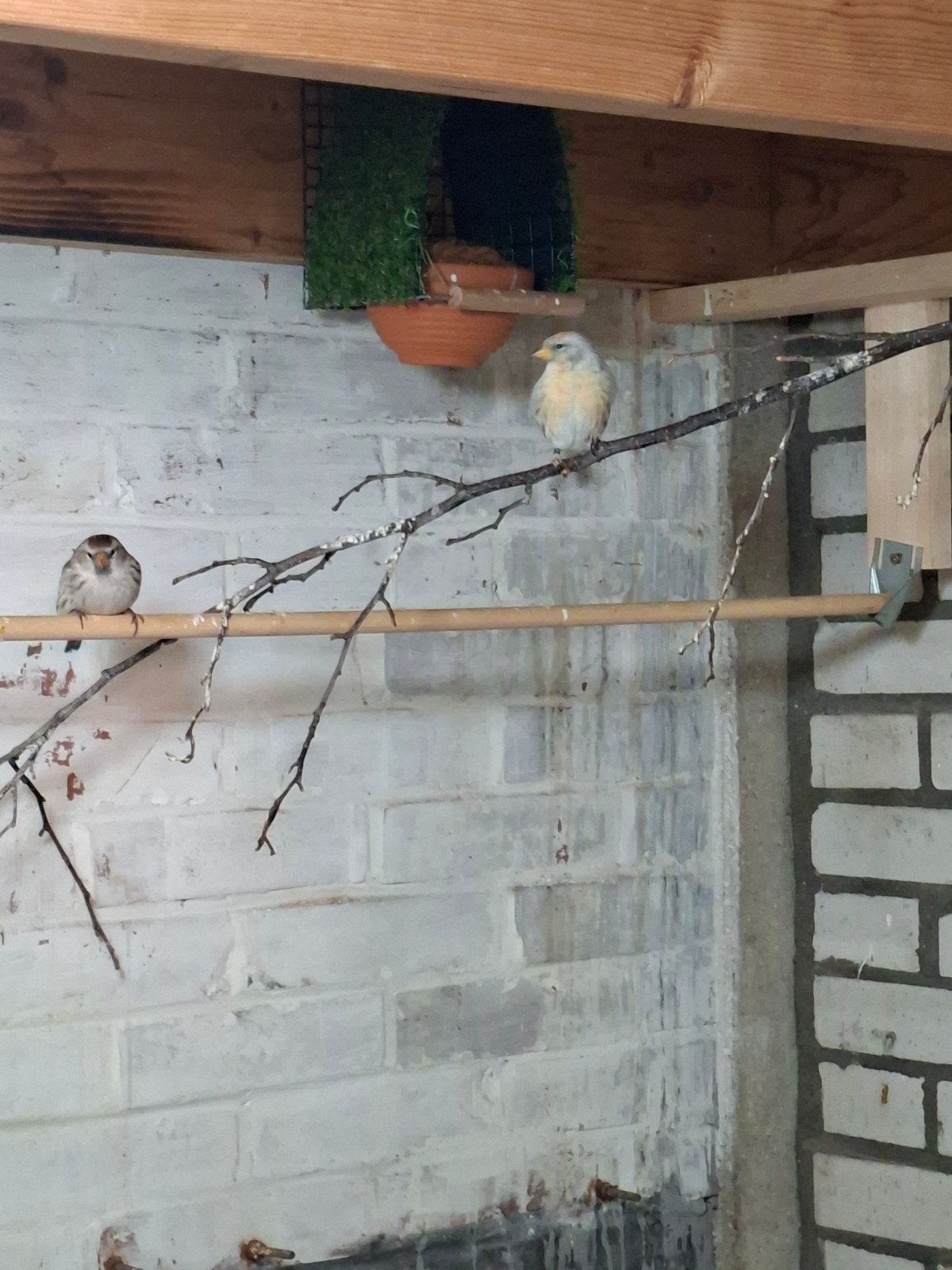 Noorse barmsijs agaat, Meerdere dieren, Parkiet