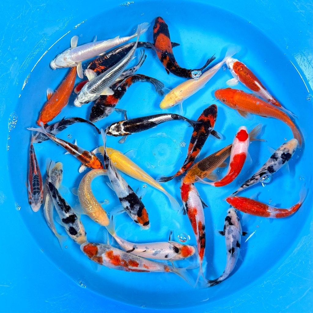 Yagenji Tosai Mix | 12–15 cm 🇯🇵, Karper of Koi