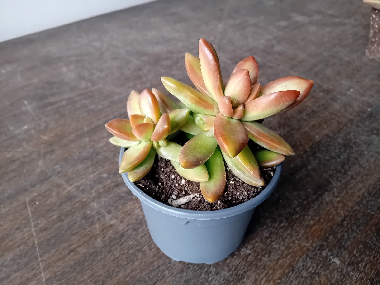 Vetplantje 10cm, Huis en Inrichting, Kamerplanten, Ophalen, Vetplant, Halfschaduw, In pot