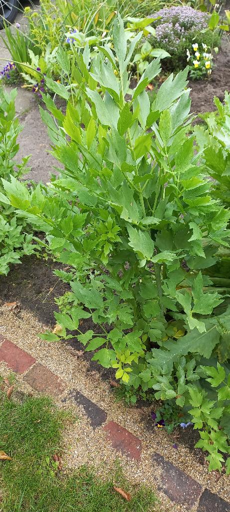 Maggikruid, lavas, maggiplant, maggi 1,50 euro per stuk, Volle zon, Vaste plant, Zomer, Ophalen
