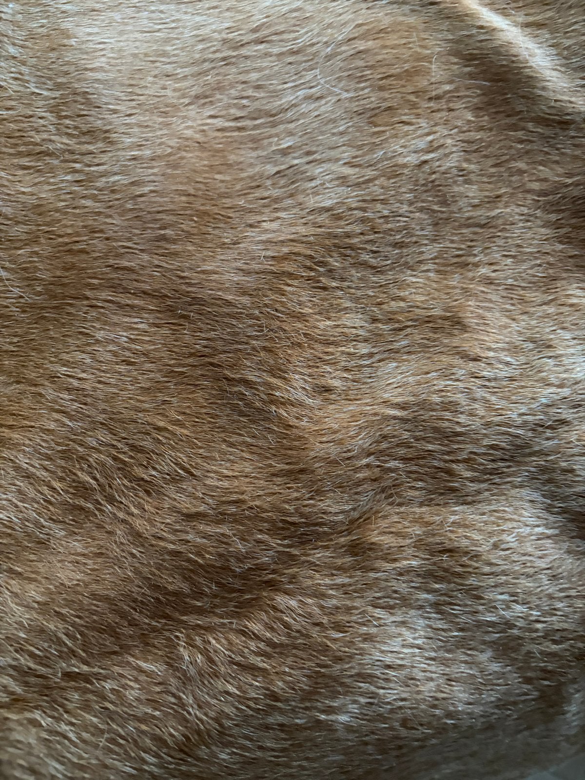 Twee IKEA Koldby koeienhuiden (bruin en wit), Ophalen, Gebruikt, 50 tot 100 cm, Bruin