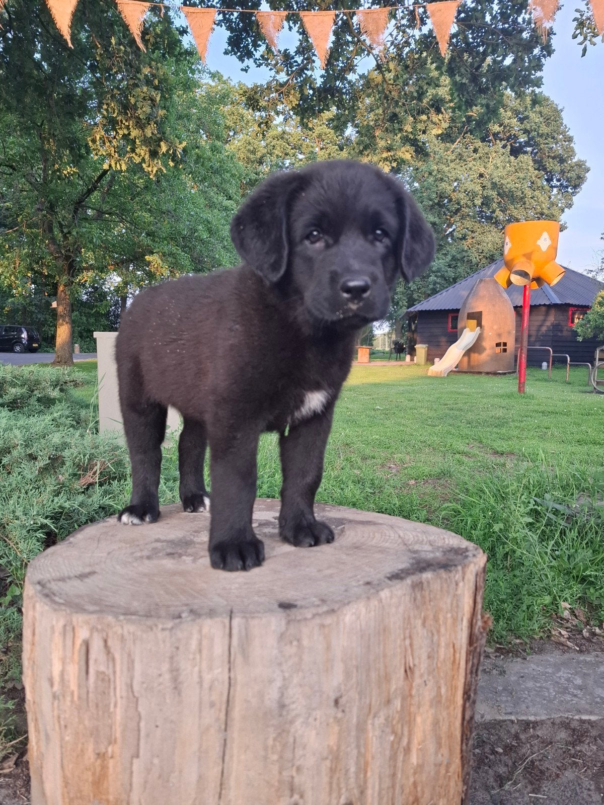 Leonberger labrador, 8 tot 15 weken, Labrador retriever, Parvo, Meerdere