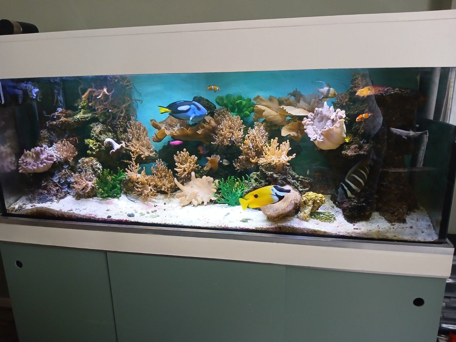 moet spoedig weg compleet zeeaquarium 150x50x50., Ophalen, Inclusief toebehoren, Gevuld zeewateraquarium