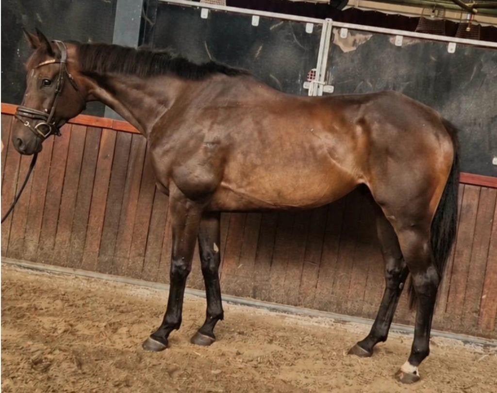 Super brave grote 8 jarige allround ruin, Ruin, 170 tot 175 cm, 7 tot 10 jaar, Recreatiepaard