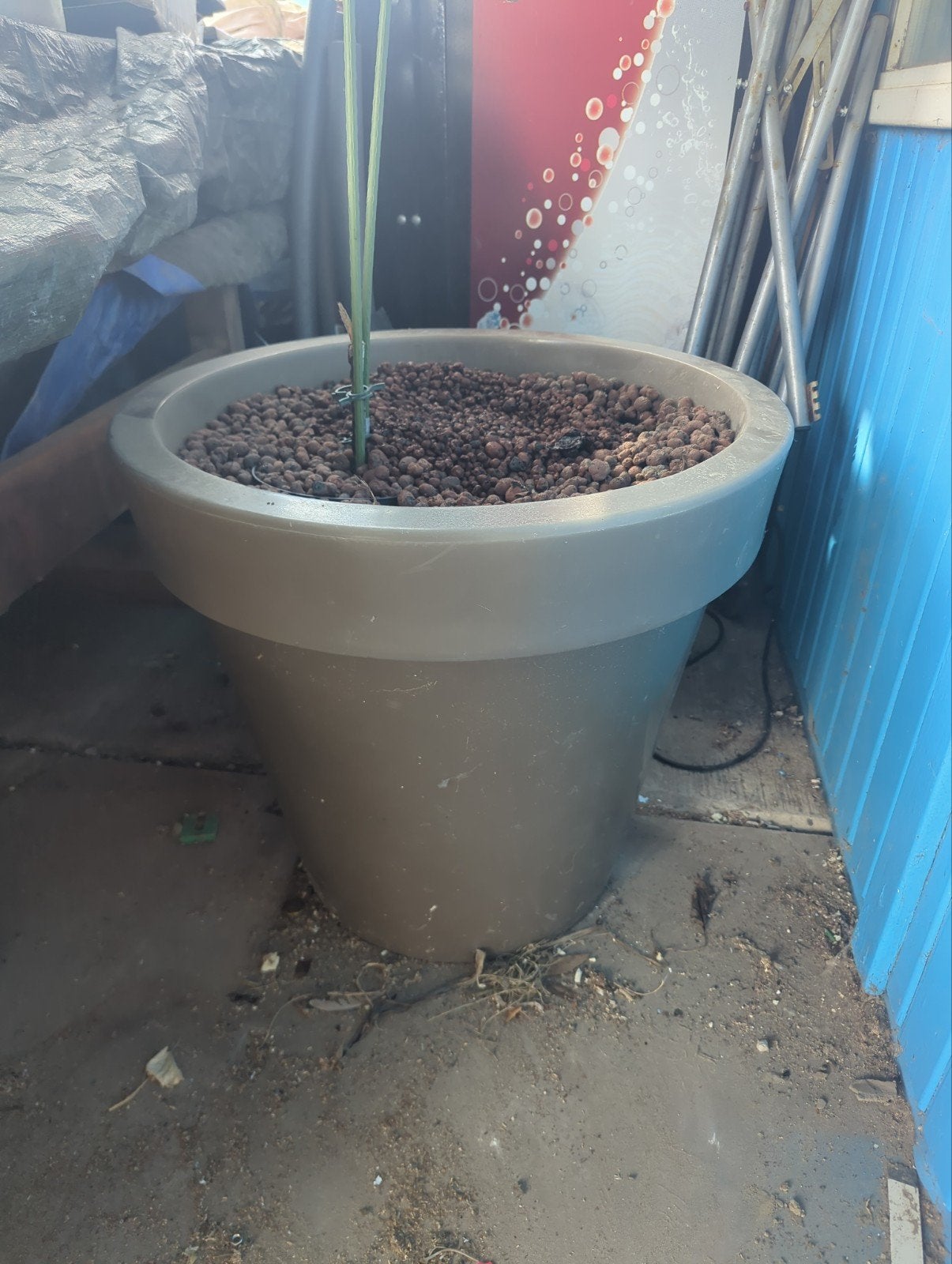 Grote plantenpot met hydrokorrels, Ophalen, Kunststof, Gebruikt, 40 cm of meer