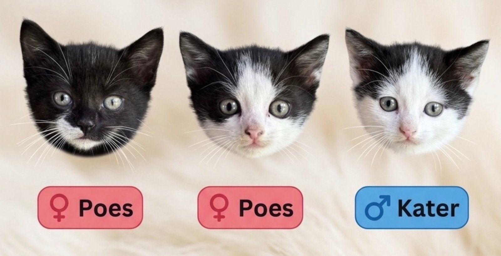 GRATIS Nog drie kittens beschikbaar (vakantie-actie), Dieren en Toebehoren, Meerdere dieren, Kortharig, 0 tot 2 jaar