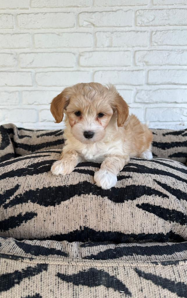 Maltipoo pups, maltezer x toy poedel, Dieren en Toebehoren, Honden | Chihuahua's en Gezelschapshonden, Parvo, Nederland, Overige rassen