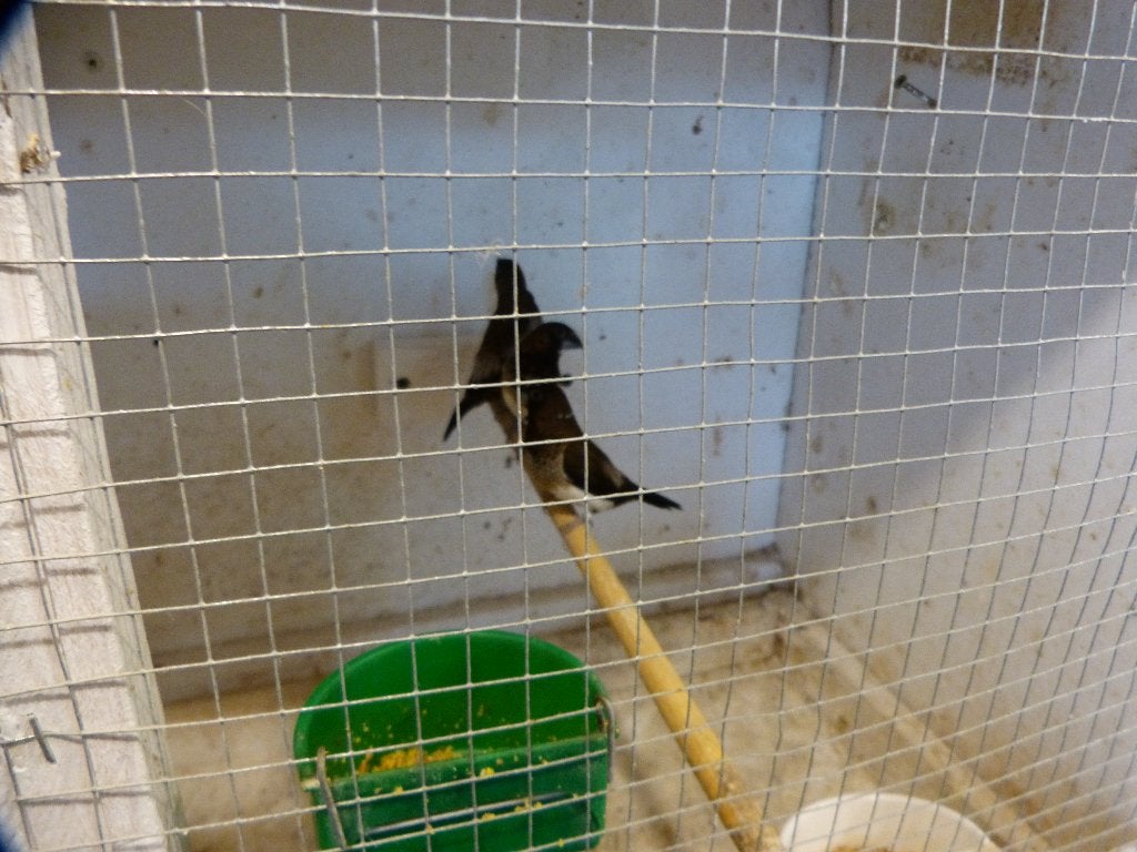 te koop Japanse meeuwen, Dieren en Toebehoren, Meerdere dieren, Tropenvogel