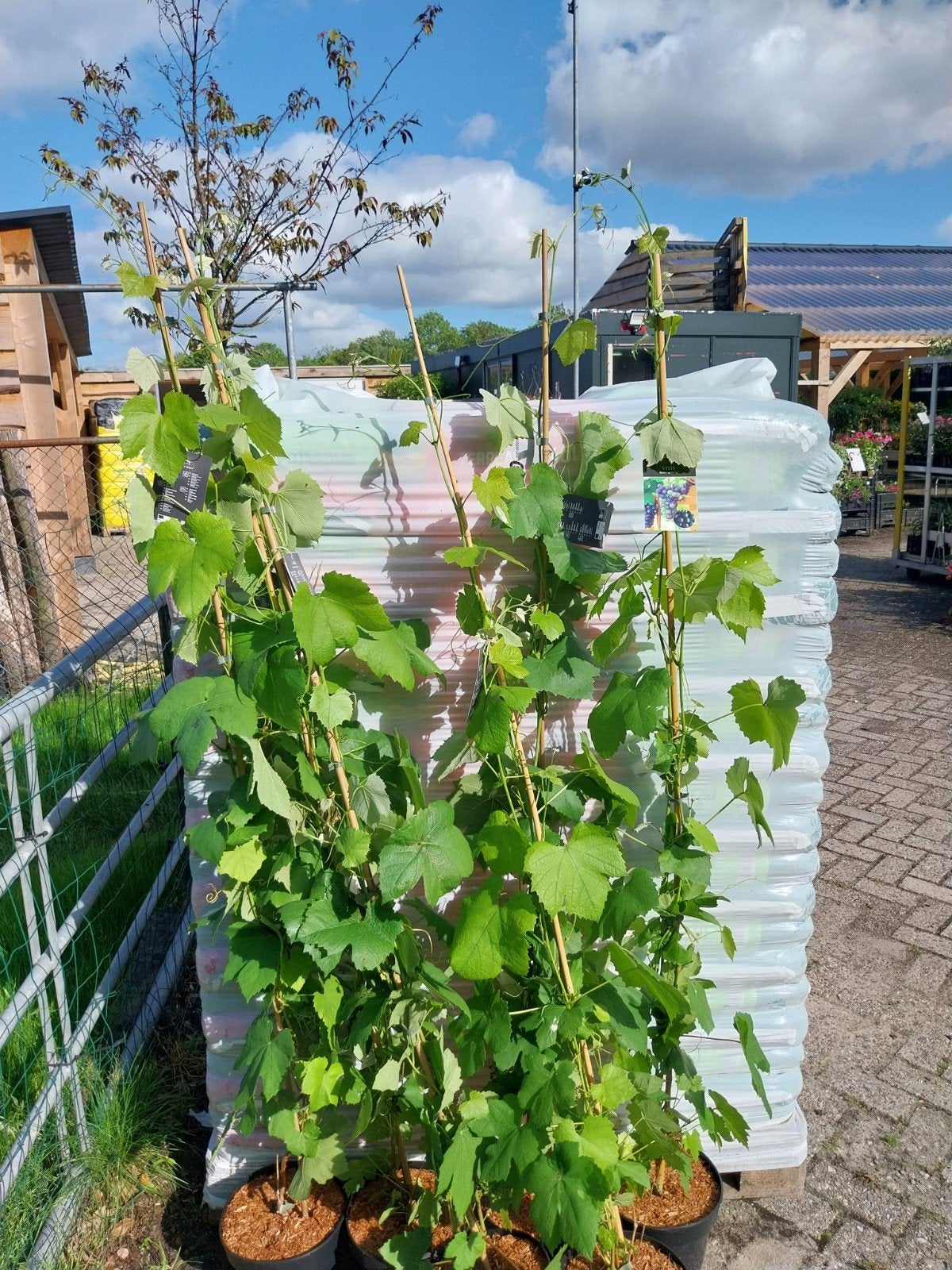 Vitis 'Boskoop Glory' - Druivenplant 150-175 cm, Ophalen, Volle zon, Vaste plant, Zomer