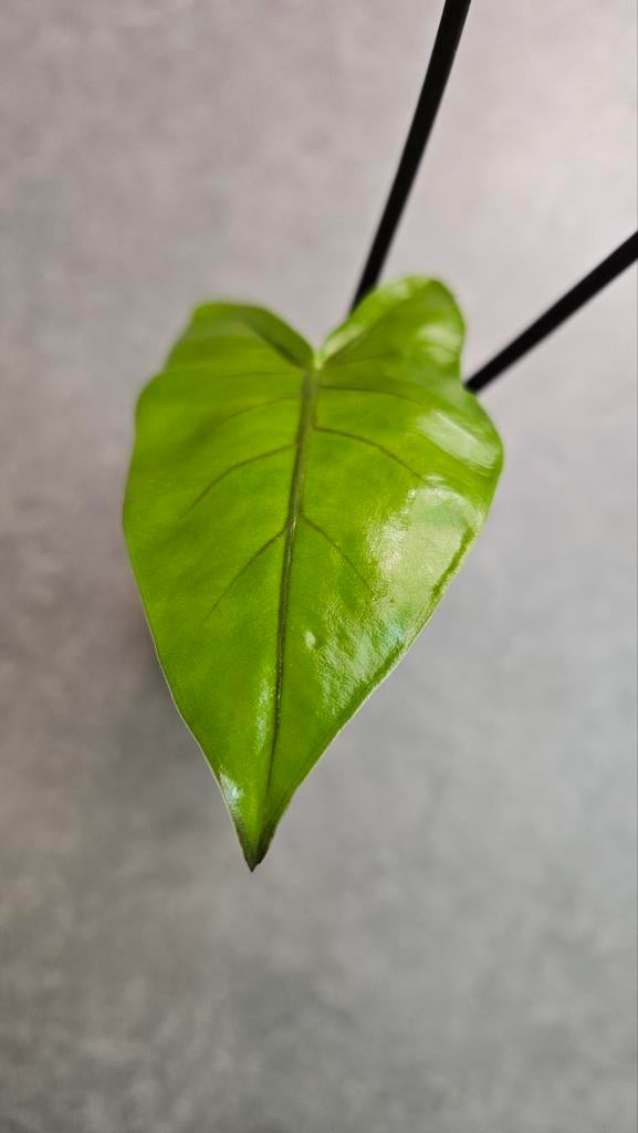 Alocasia Macrorrhiza Black Stem, Ophalen of Verzenden, Halfschaduw, Minder dan 100 cm