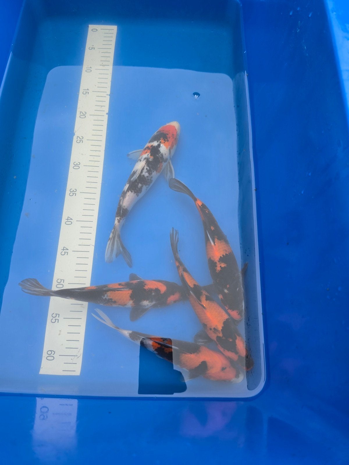 Tosai Showa  Isa (1stuk Tamaura), Dieren en Toebehoren, Karper of Koi