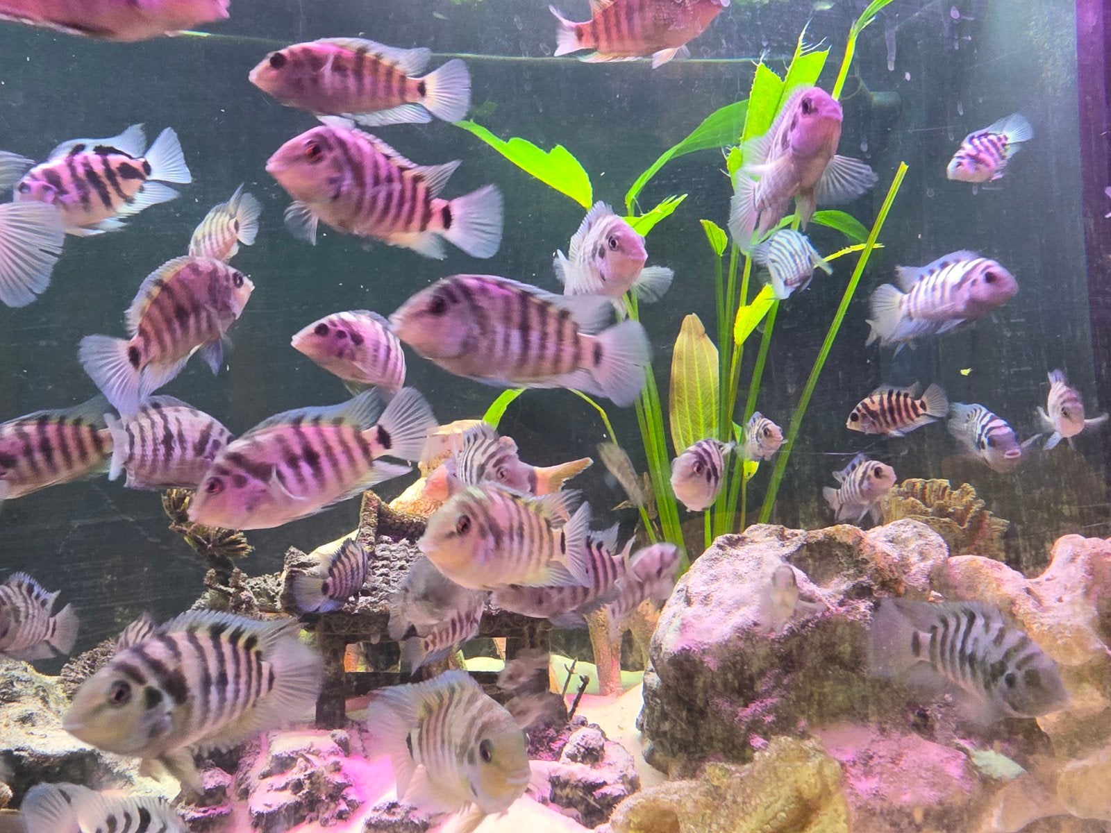 zebra ciclides, Dieren en Toebehoren, Vis