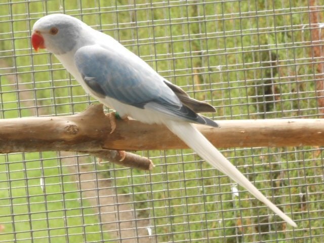 halsbanden opaline bleekst, Meerdere dieren, Parkiet, Geringd