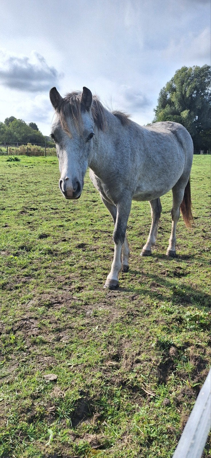 leuke welsh jaarling ruin, Dieren en Toebehoren, Gechipt, Ruin, 0 tot 2 jaar, A pony (tot 1.17m)