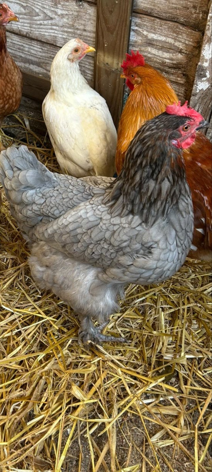 Mooie Koningsberger Kip, Dieren en Toebehoren