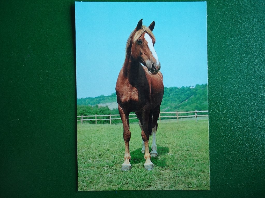 (615) Dierenkaart: PAARD, Verzamelen, Verzenden, 1980 tot heden, Ongelopen, Paard