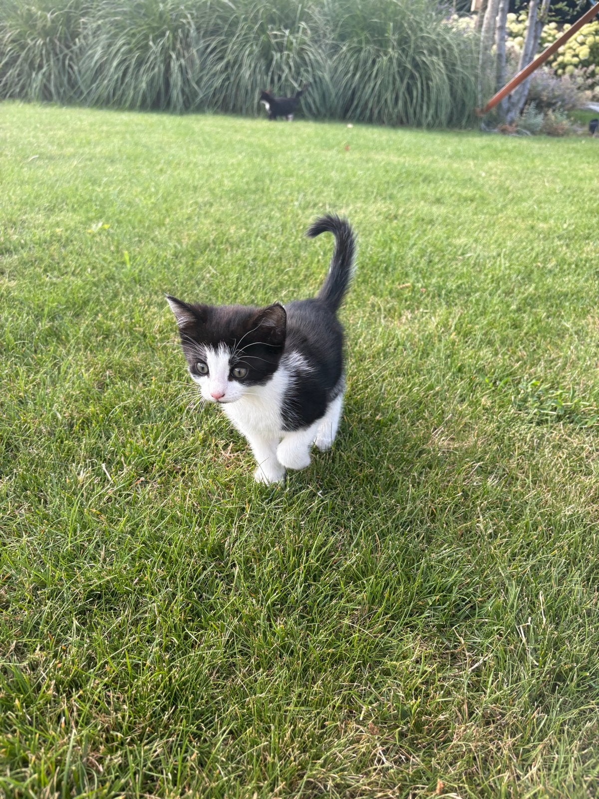 2x kitten zwart-wit, Poes