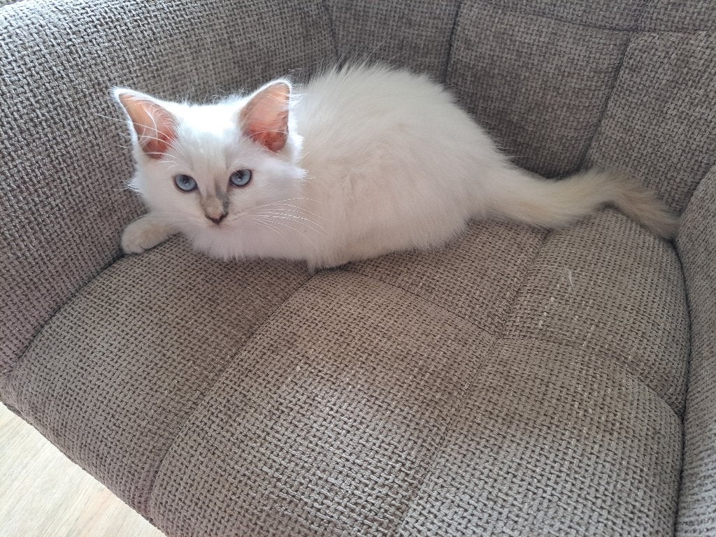 Ragdoll kitten poesje, Dieren en Toebehoren, Katten en Kittens | Raskatten | Langhaar, Poes, Gechipt